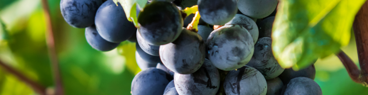 Nebbiolo - Nebbiolo | wein.kultur.gut