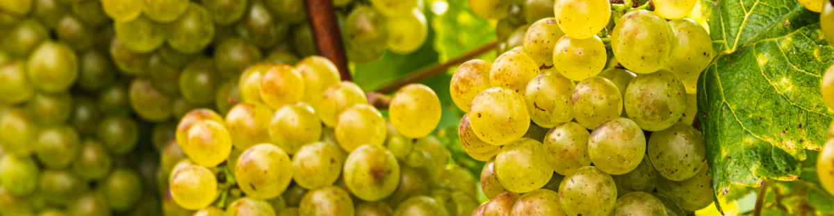 Chardonnay - Chardonnay | wein.kultur.gut